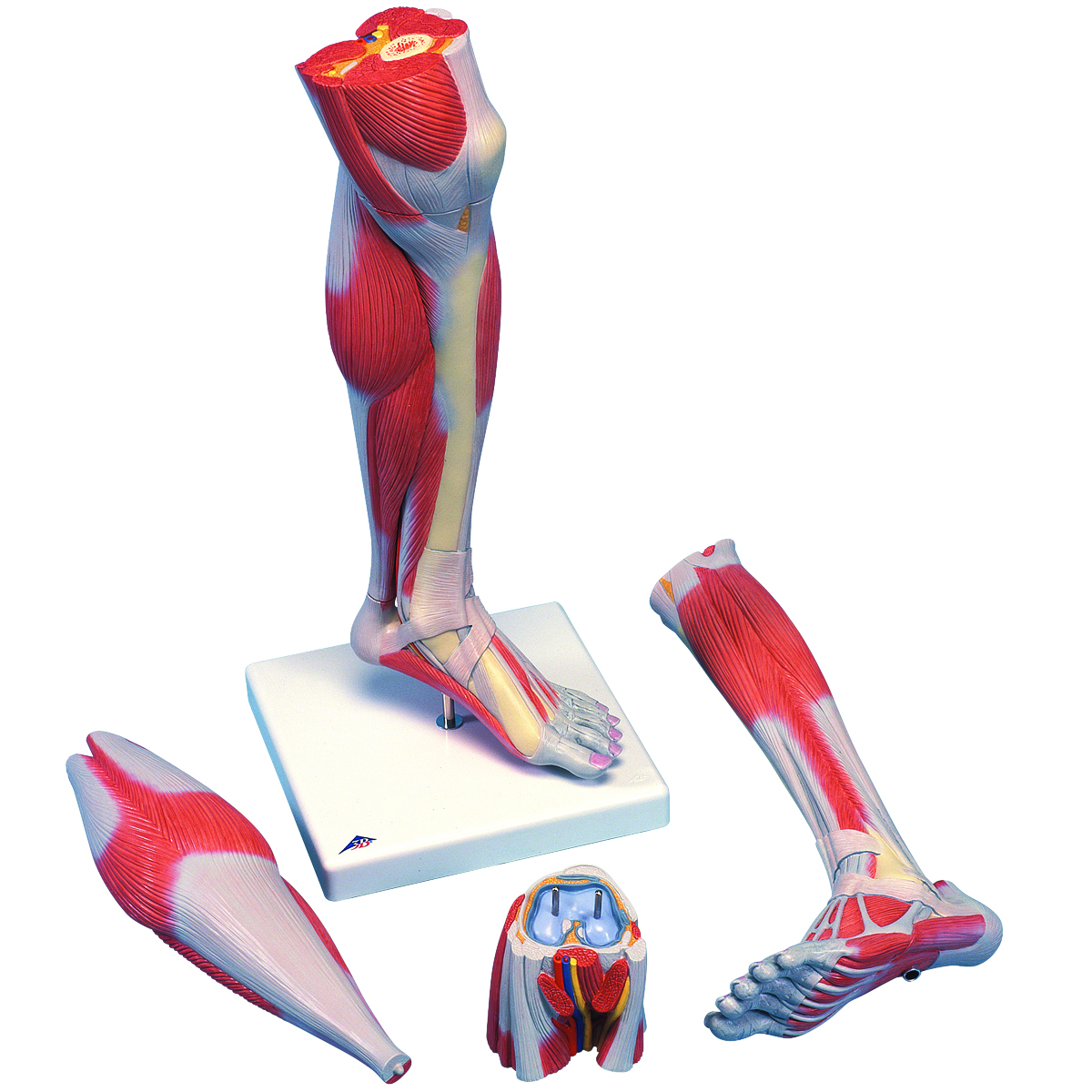 Exploring the World of Leg Models： Anatomy, Roles, and Opportunities