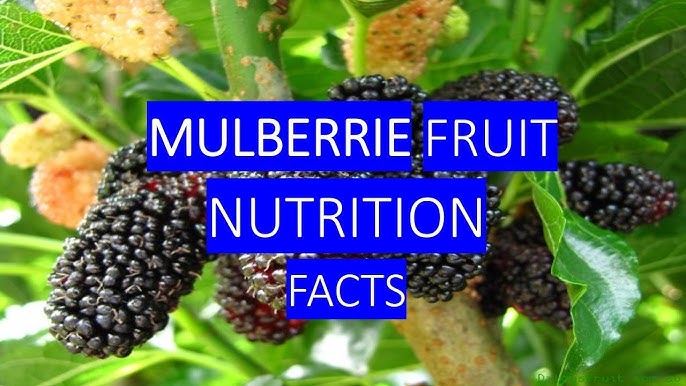 Mulberry Dry Fruit： Health Benefits, Uses & Nutrition Facts