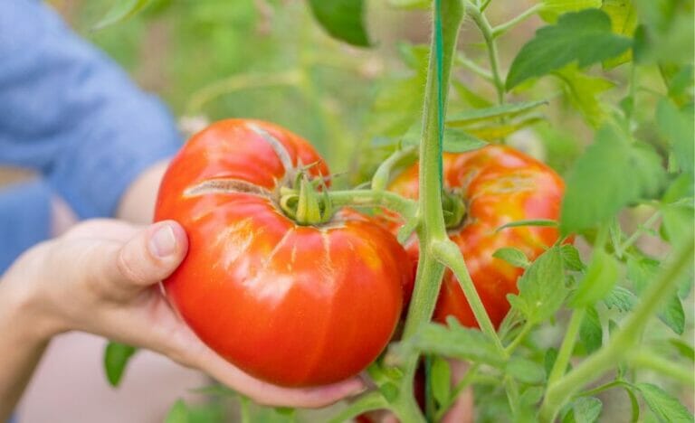 Overflowing with Tomatoes？ Best Ways to Preserve and Enjoy Your Harvest