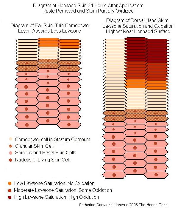 Does Henna Get Darker After Removal？ Understanding Henna Oxidation