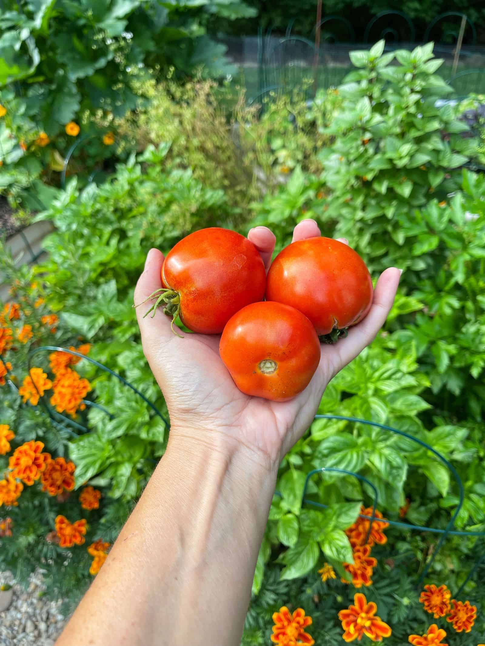 Overflowing with Tomatoes？ Best Ways to Preserve and Enjoy Your Harvest