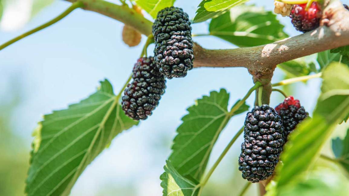 Mulberry Dry Fruit： Health Benefits, Uses & Nutrition Facts