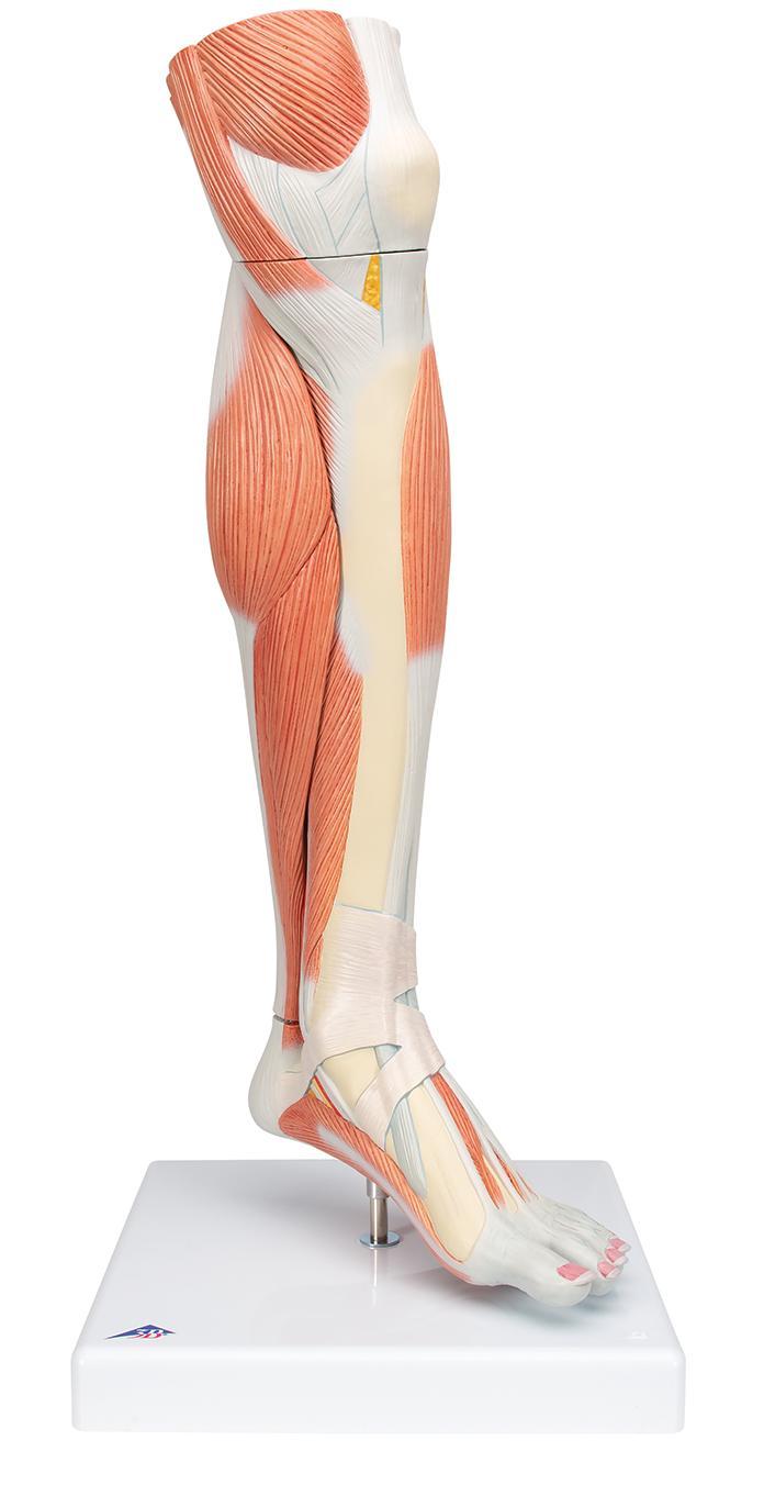 Exploring the World of Leg Models： Anatomy, Roles, and Opportunities