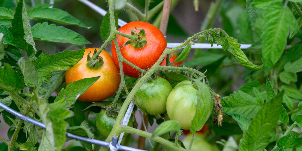 Overflowing with Tomatoes？ Best Ways to Preserve and Enjoy Your Harvest