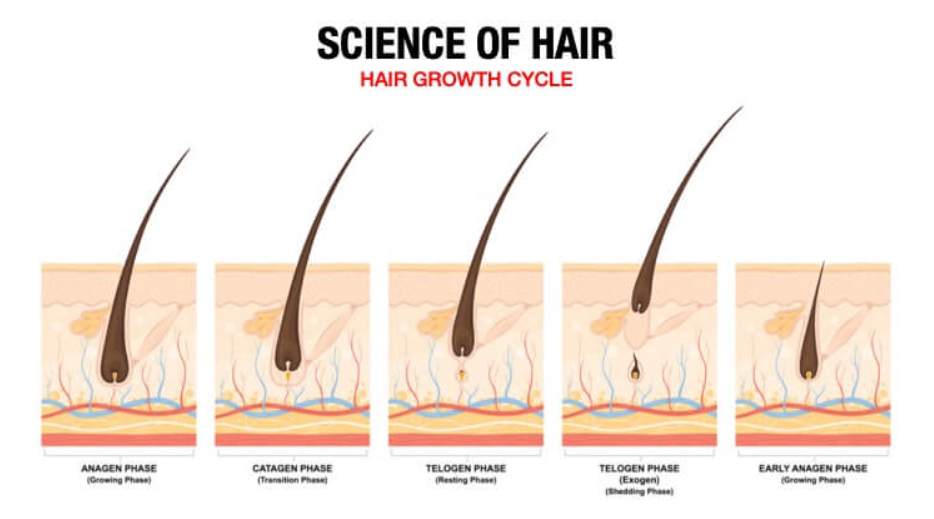 Speed Up Pubic Hair Growth Naturally： Top Strategies for Faster Results