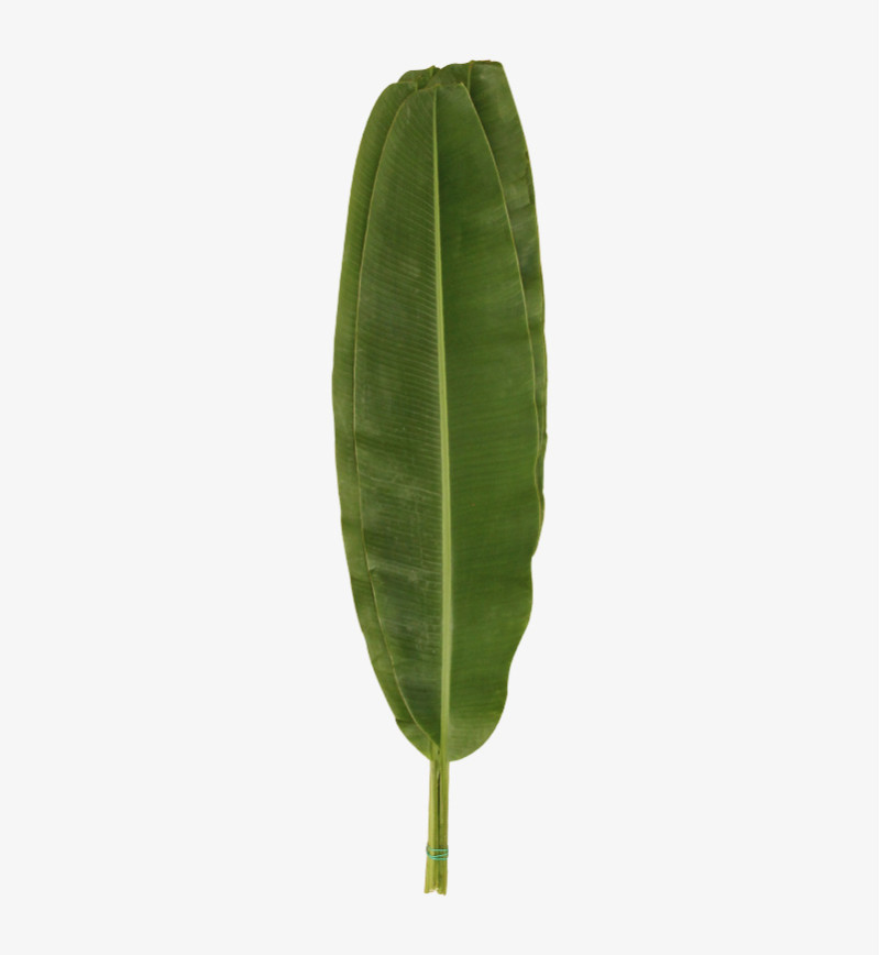 Purchase Fresh Banana Leaves Online for Cooking & Decoration