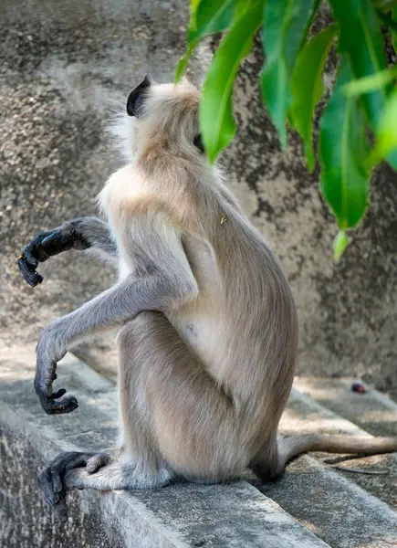 monkey posture