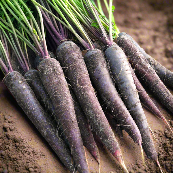 Black Nebula Carrot： Discover the Health Benefits and Vibrant Colors of This Heirloom