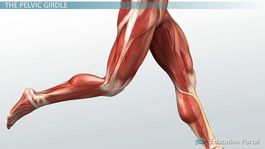 Exploring the World of Leg Models： Anatomy, Roles, and Opportunities