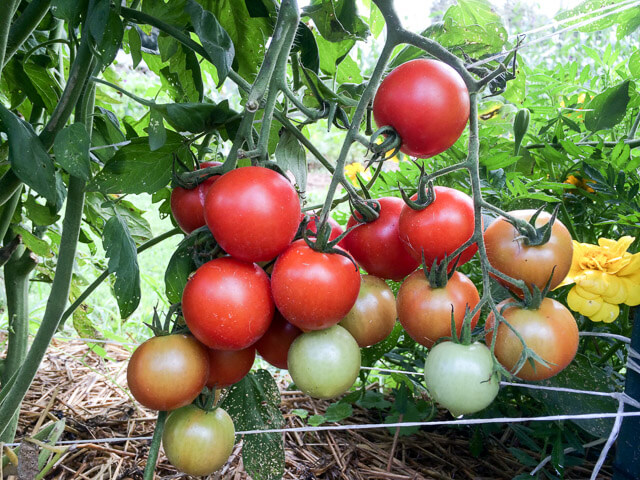 Overflowing with Tomatoes？ Best Ways to Preserve and Enjoy Your Harvest