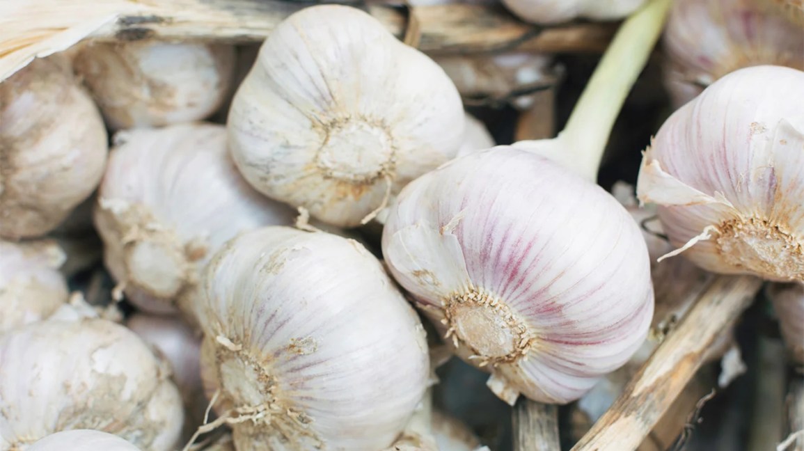 Garlic Milk: Boost Immunity and Improve Digestion with This Healthy Drink