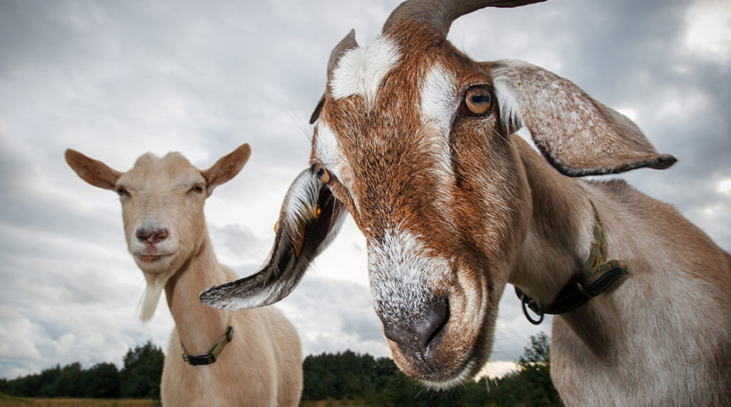 Weighing the Pros and Cons of Goats: Benefits, Challenges, and Key Insights