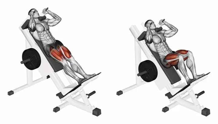 What Muscles Do Hack Squats Work? A Complete Guide to Targeted Muscle Groups