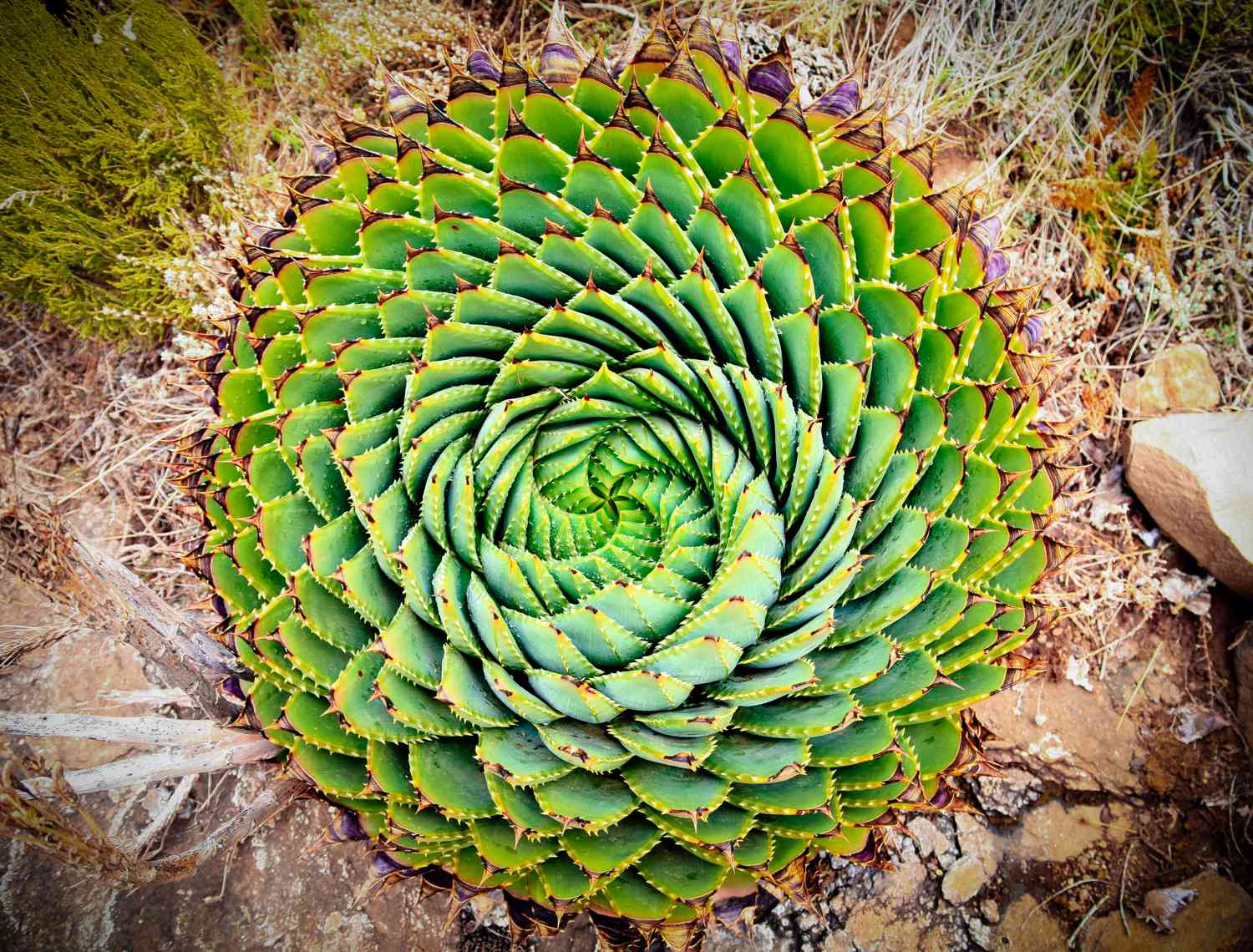 Rare Aloe Vera Types: What Makes Them Unique and Special?