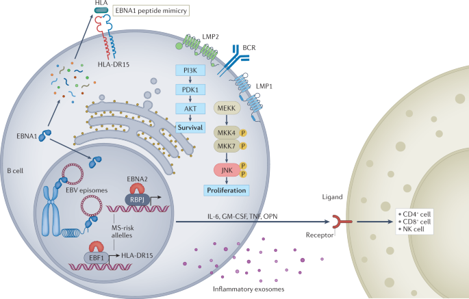 How Epstein-Barr Virus (EBV) Can Lead to Weight Gain: Key Insights