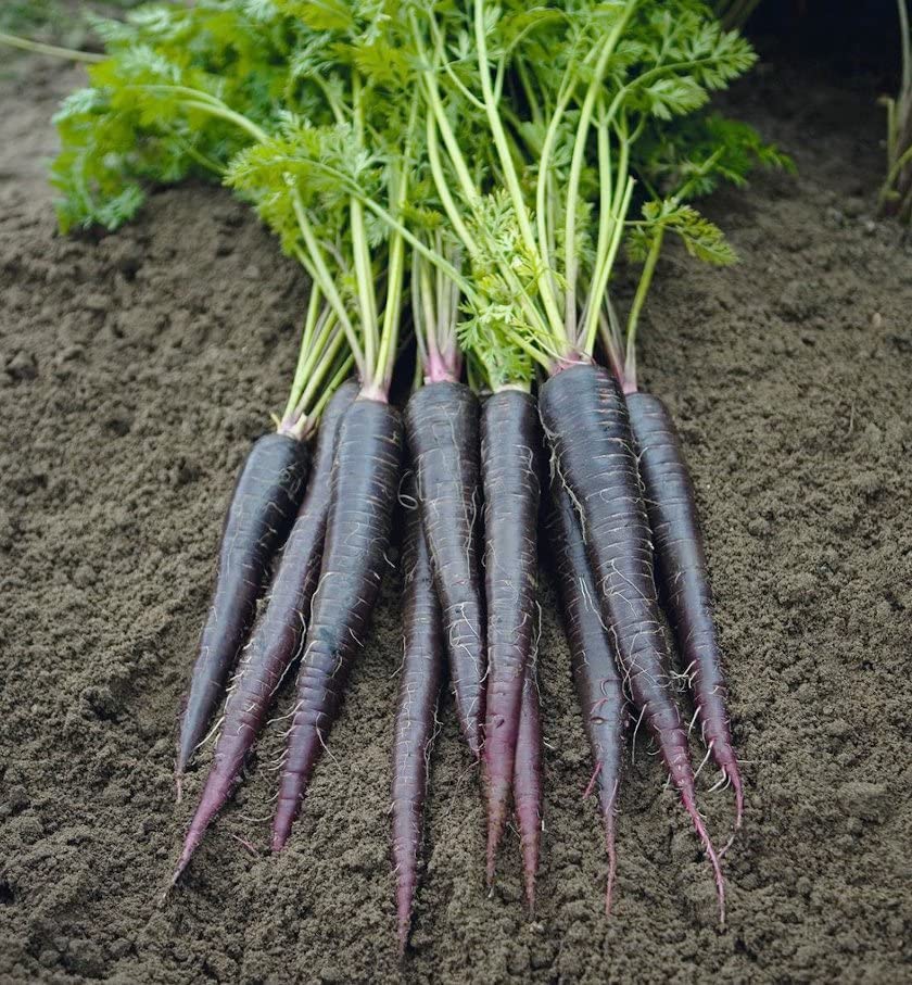 Black Nebula Carrots: Benefits, Growing Tips, and Nutritional Value