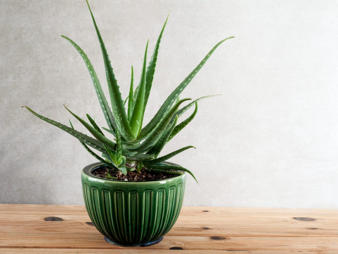 Rare Aloe Vera Species: Discover the Beauty and Benefits of Unique Varieties