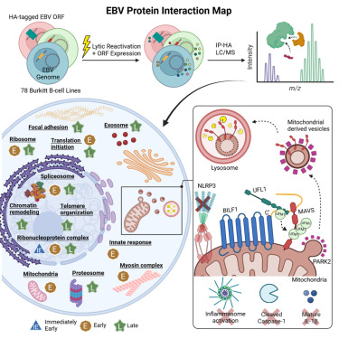 How Epstein-Barr Virus (EBV) Can Lead to Weight Gain: Key Insights