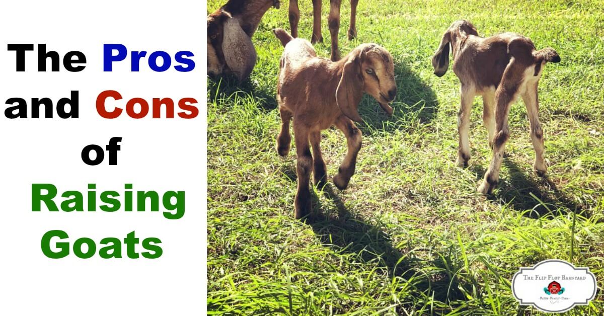 Weighing the Pros and Cons of Goats: Benefits, Challenges, and Key Insights