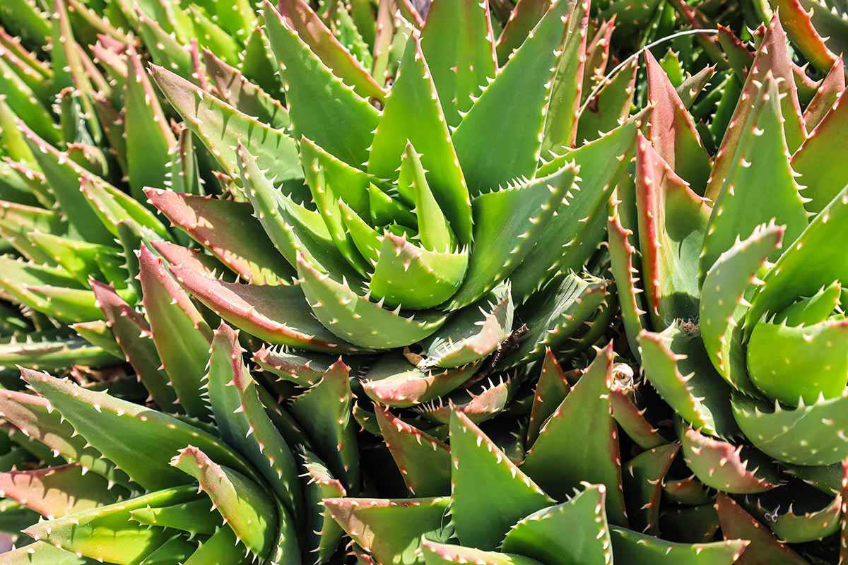 Rare Aloe Vera Species: Discover the Beauty and Benefits of Unique Varieties