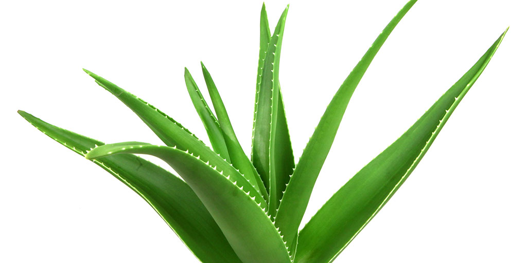 Rare Aloe Vera Species: Discover the Beauty and Benefits of Unique Varieties