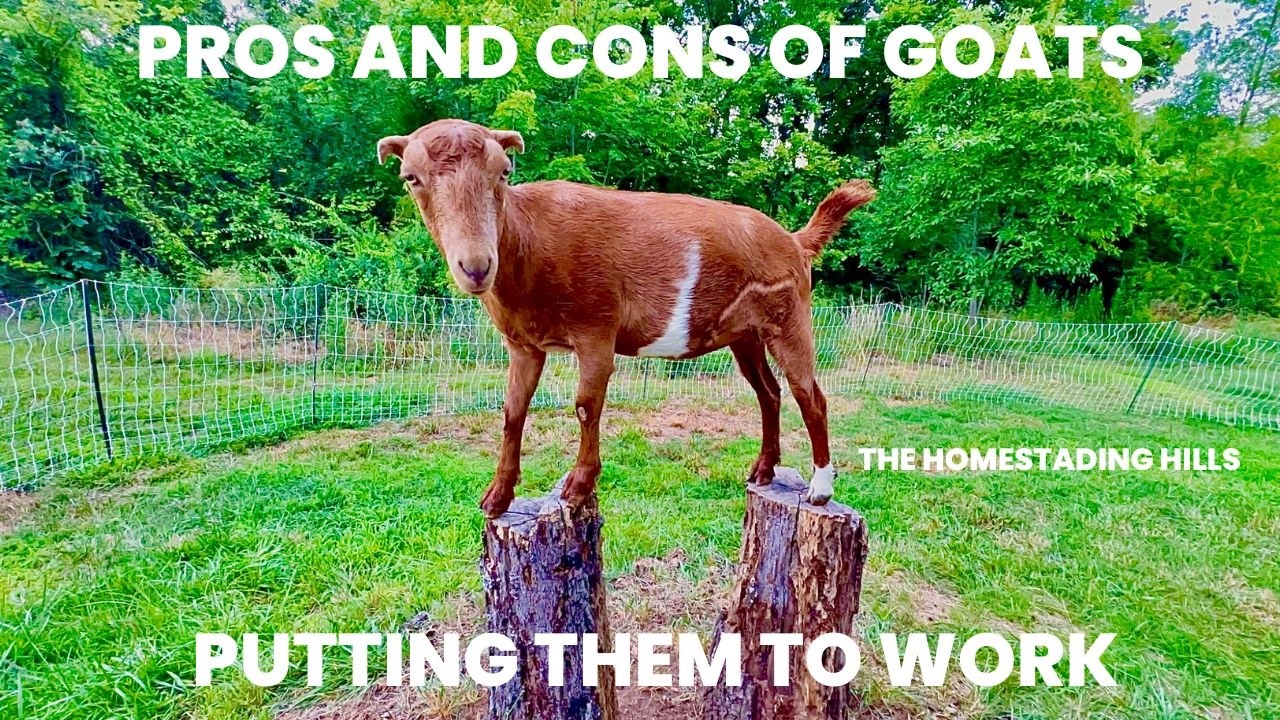 Weighing the Pros and Cons of Goats: Benefits, Challenges, and Key Insights