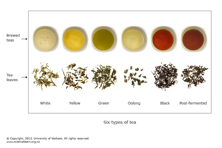 Yellow Tea: Health Benefits, Varieties, and How to Brew