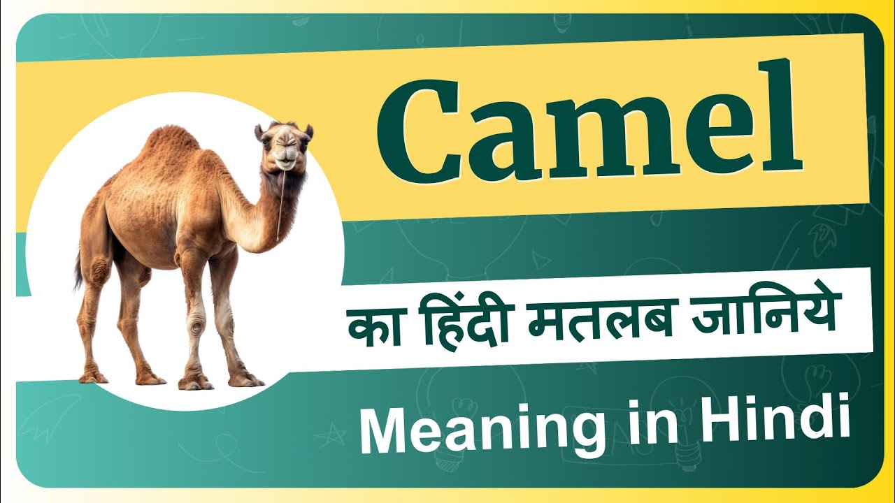 Learn the Meaning of Camel Toe in Hindi – Definition and Examples