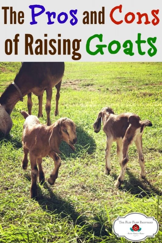 Weighing the Pros and Cons of Goats: Benefits, Challenges, and Key Insights