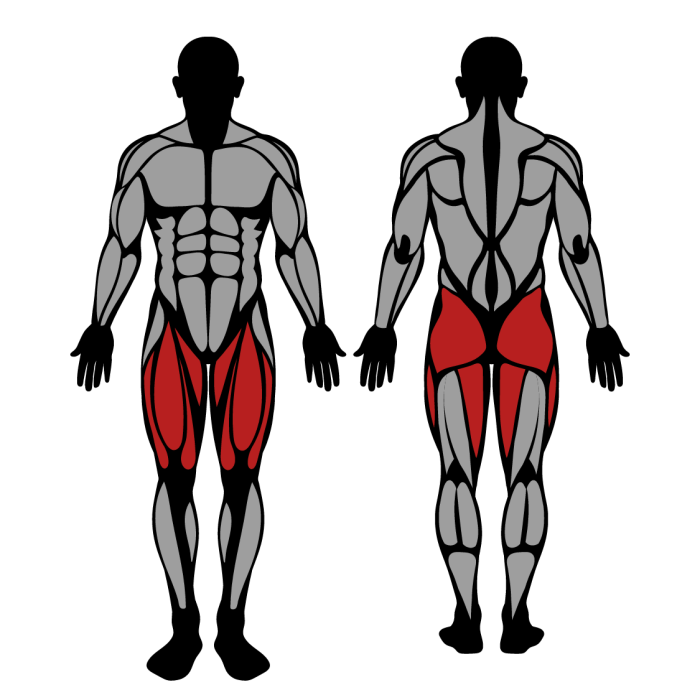 What Muscles Do Hack Squats Work? A Complete Guide to Targeted Muscle Groups