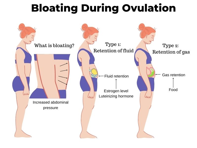 Do You Gain Weight While Ovulating? Bloating and Fluid Retention