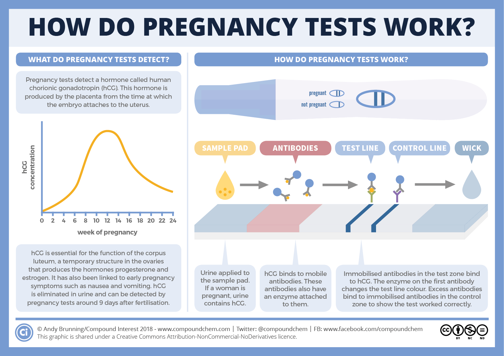 Pregnancy Test: When to Take It and How It Works