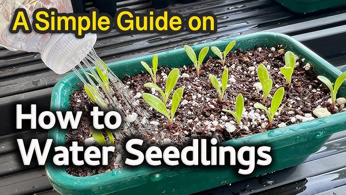 Seedwater for Beginners (A Simple Guide to Better Plant Growth)