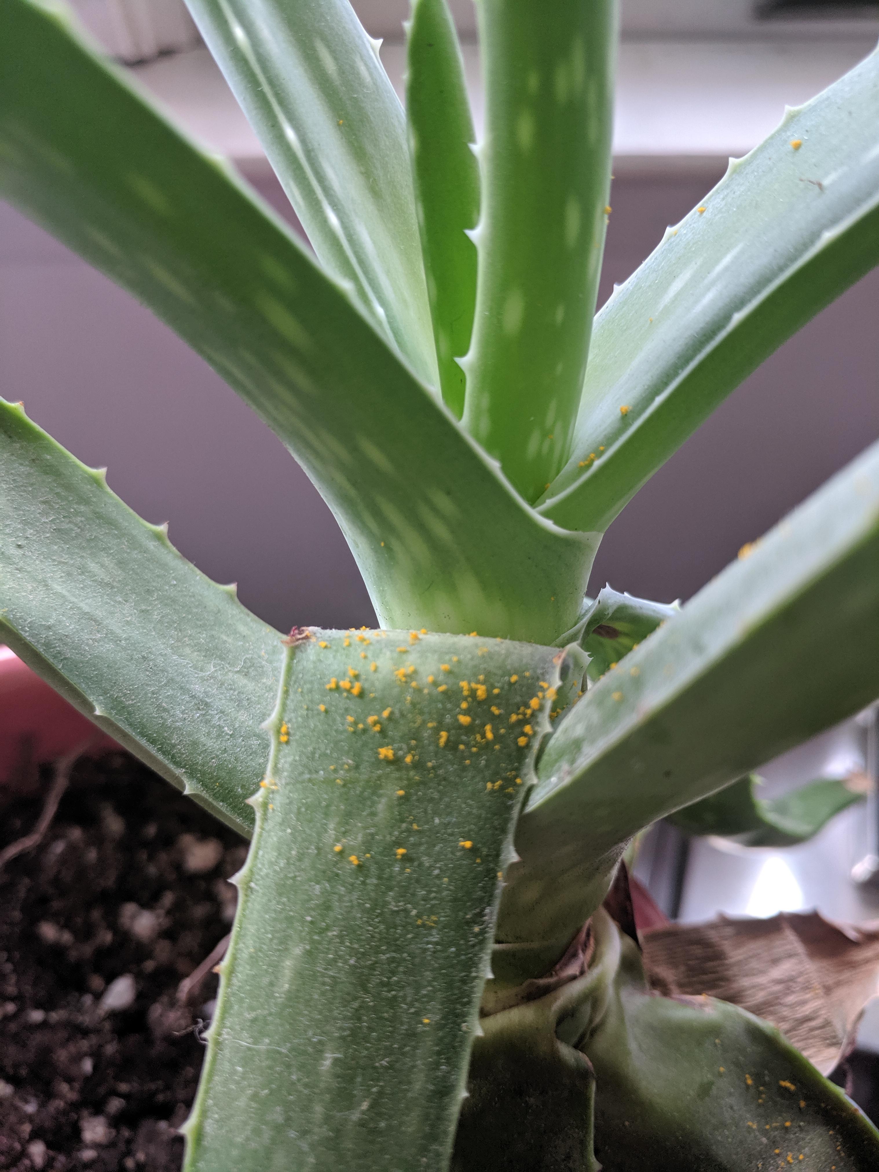 Where to Find Rare Aloe Vera? Top Spots You Should Know