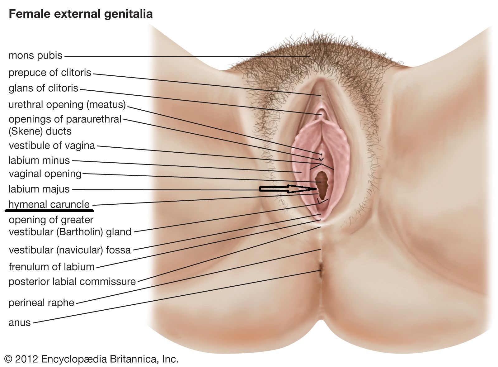 Searching for Virgin Vegina Pics? Learn About Female Anatomy First.