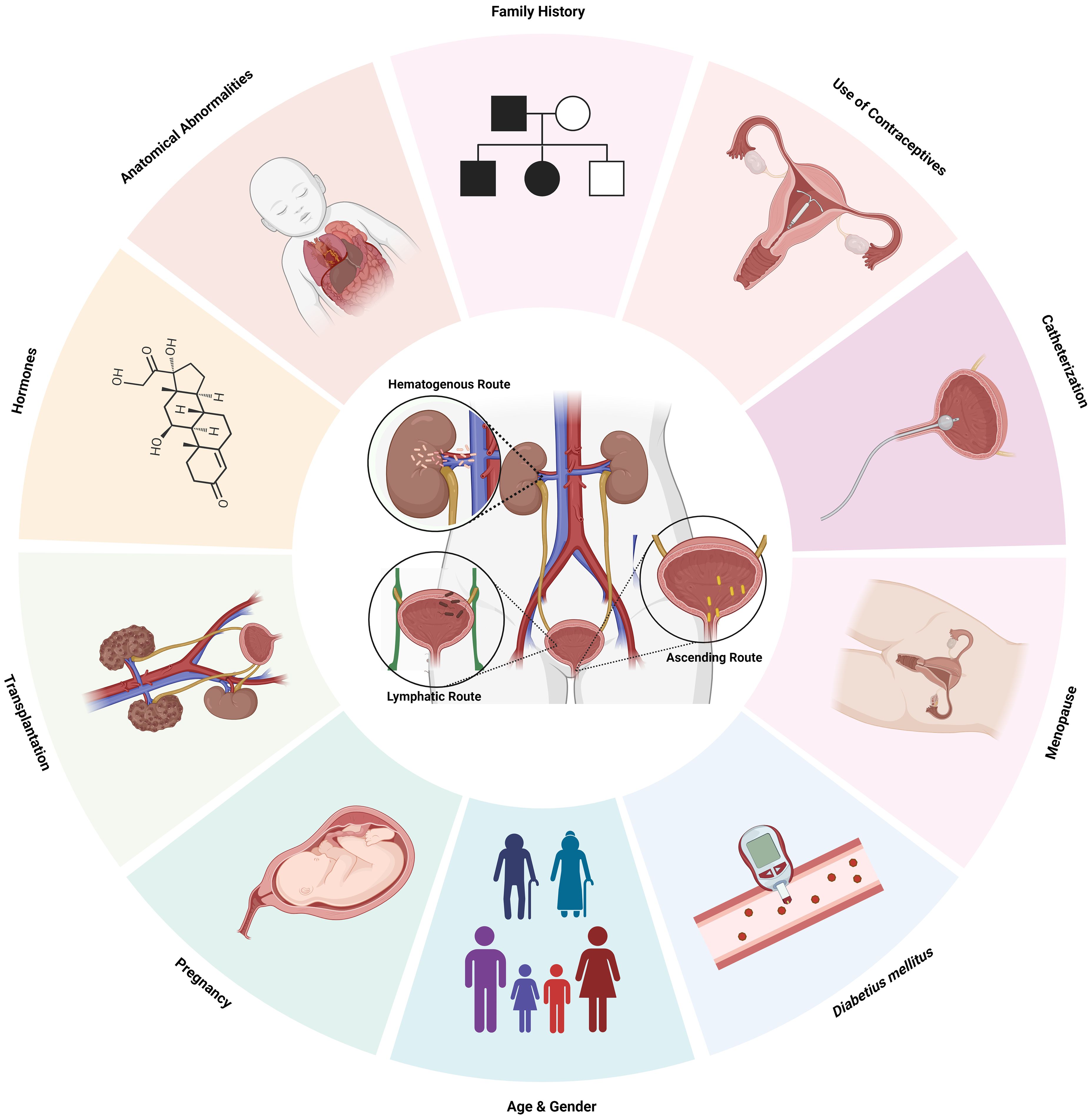 Exploring Boracic Acid UTI Treatment: Benefits and Risks