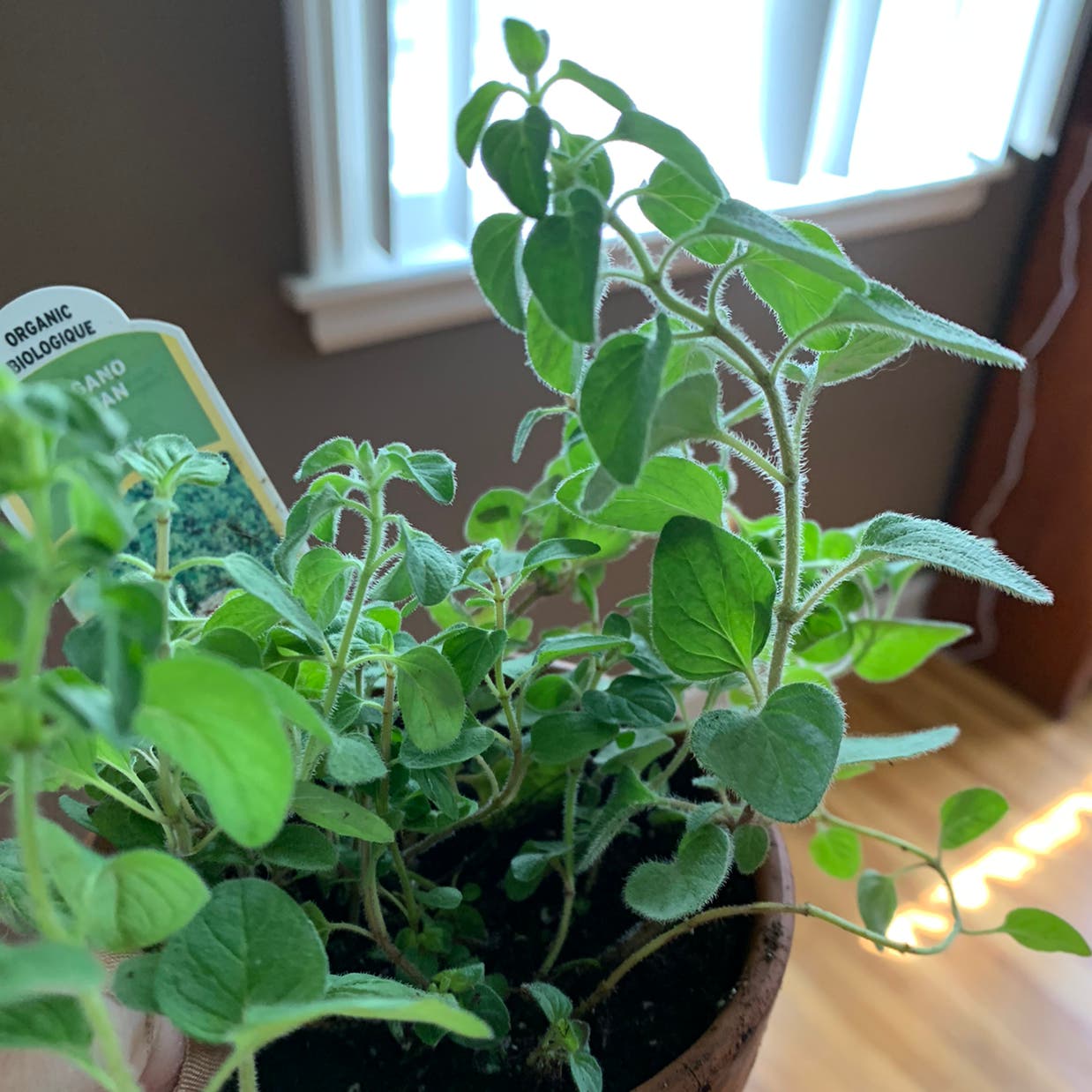 Got Dark Spots on Oregano Leaves Heres a Simple Guide