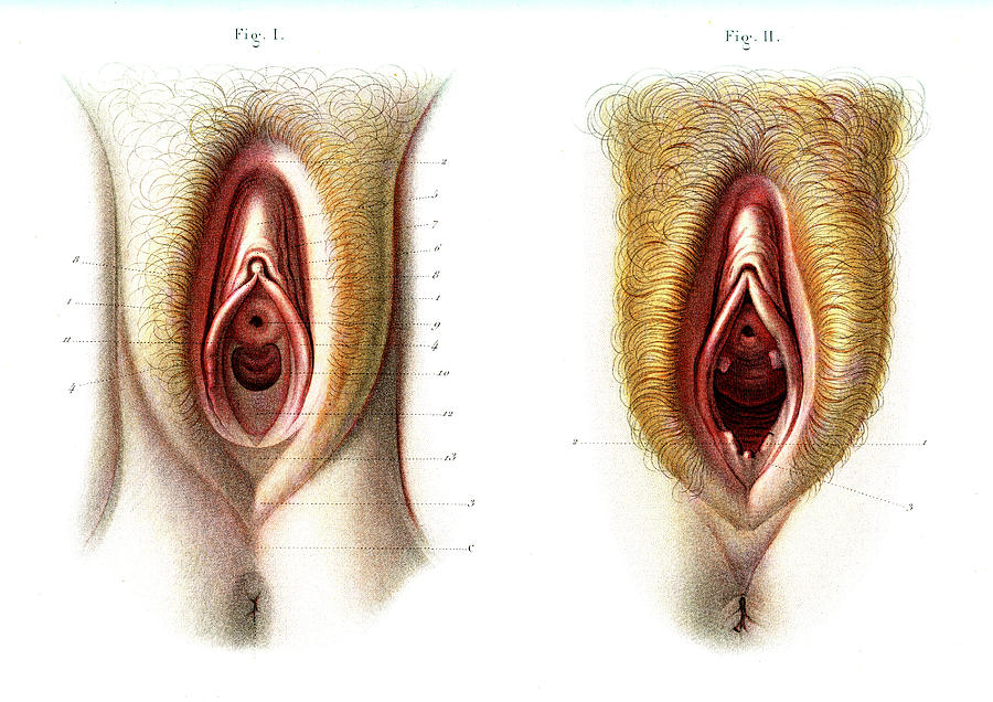 Searching for Virgin Vegina Pics? Learn About Female Anatomy First.