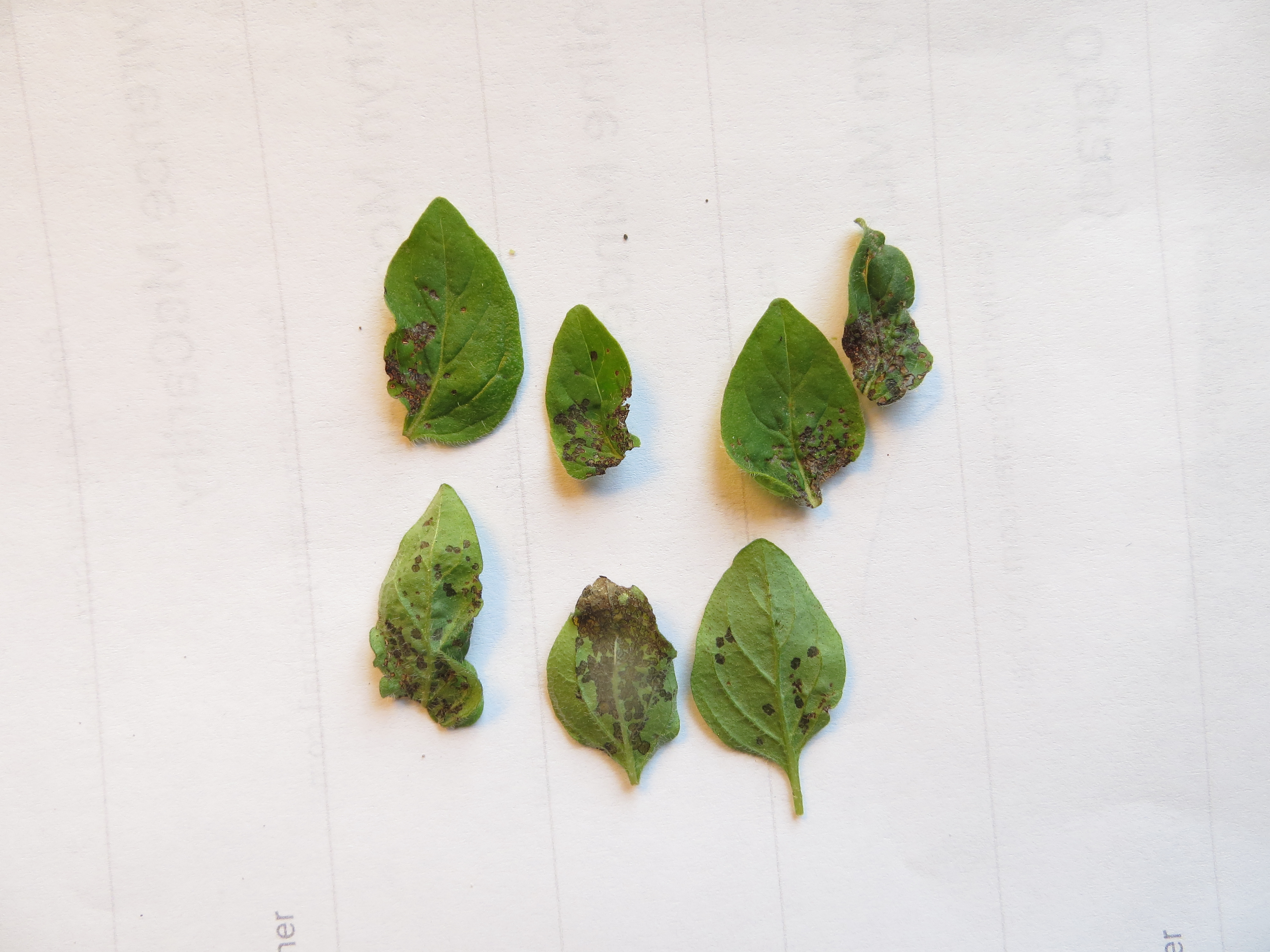 Got Dark Spots on Oregano Leaves Heres a Simple Guide