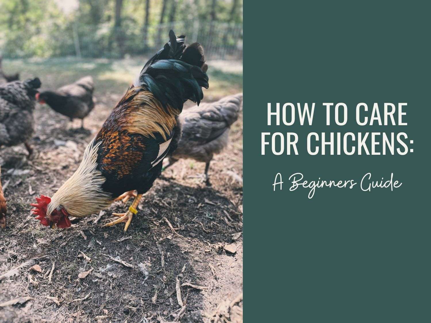 Best Protein Powder for Chickens: Top Picks & Feeding Guide