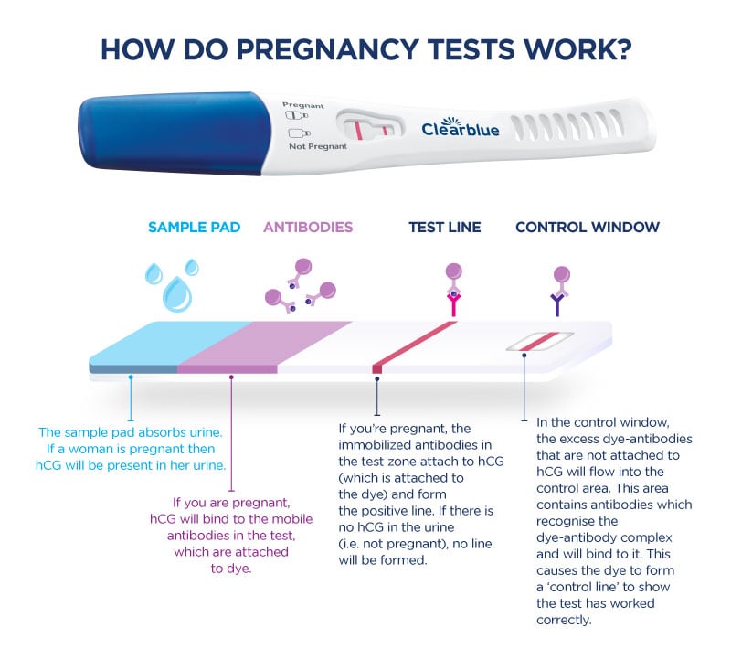 Pregnancy Test: When to Take It and How It Works