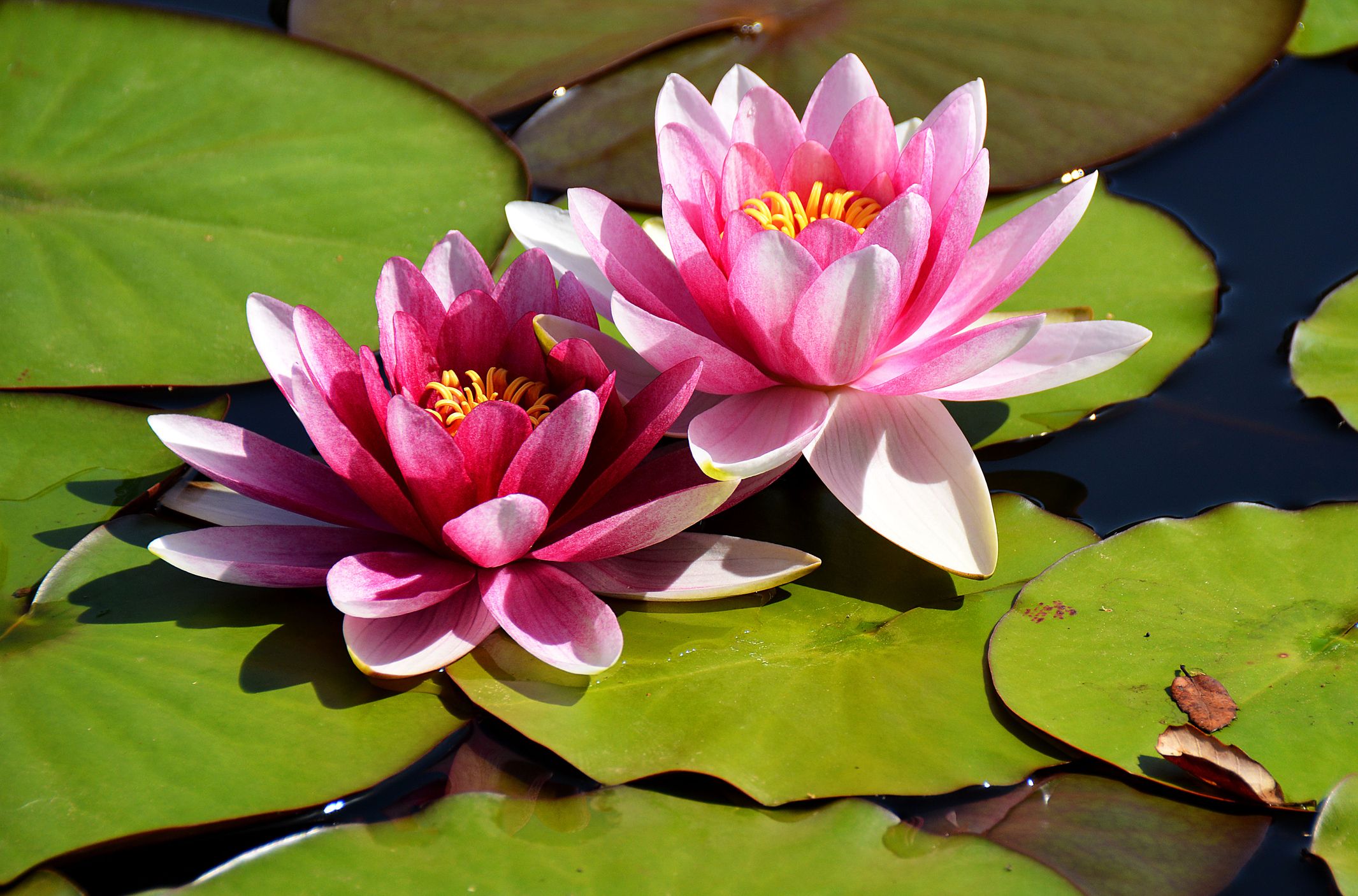 Unlock Radiant Skin with Lotus Flower Benefits