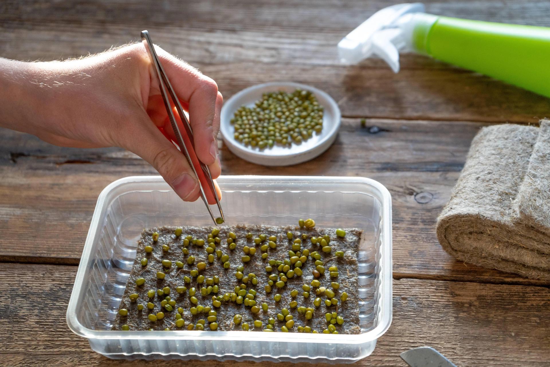 Raw Seed Tips and Tricks for Great Results (Easy Ways to Germinate Seeds)