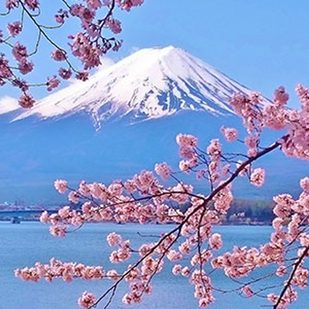 Whats the Best Japanese Cherry Blossom Fragrance Oil? Find Your Perfect Scent Here!