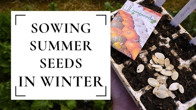 Get a head start: Which vegetable seeds for summer to sow indoors?