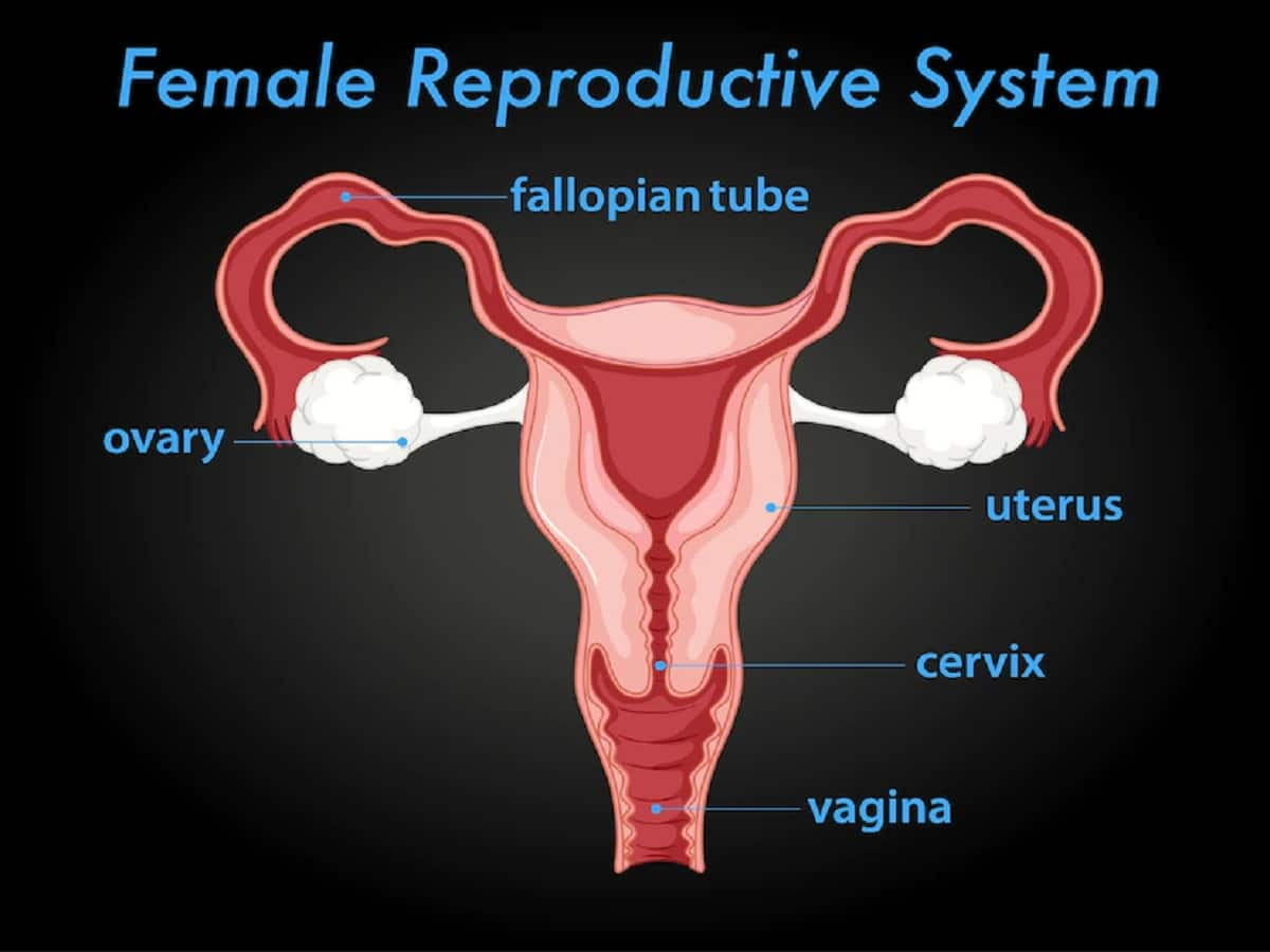 What is a hostile uterus (Simple guide to understanding this condition)